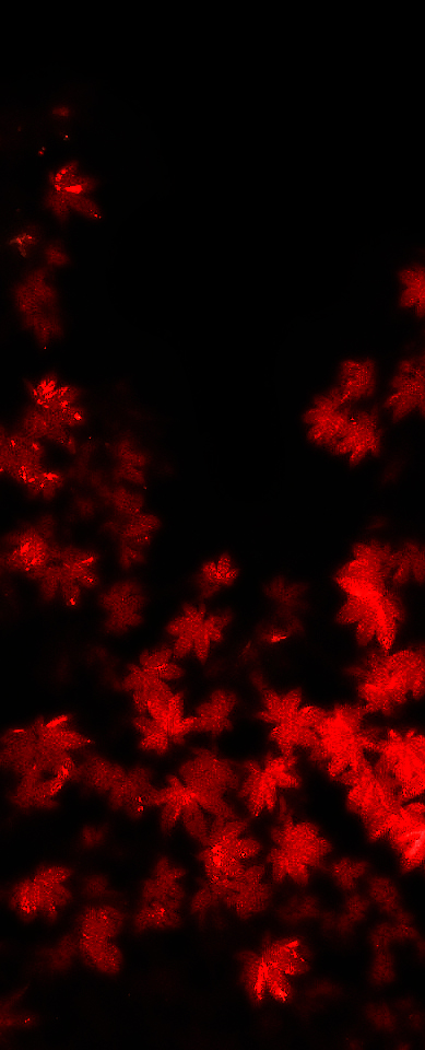 �ʐ^�^�łƍg�t